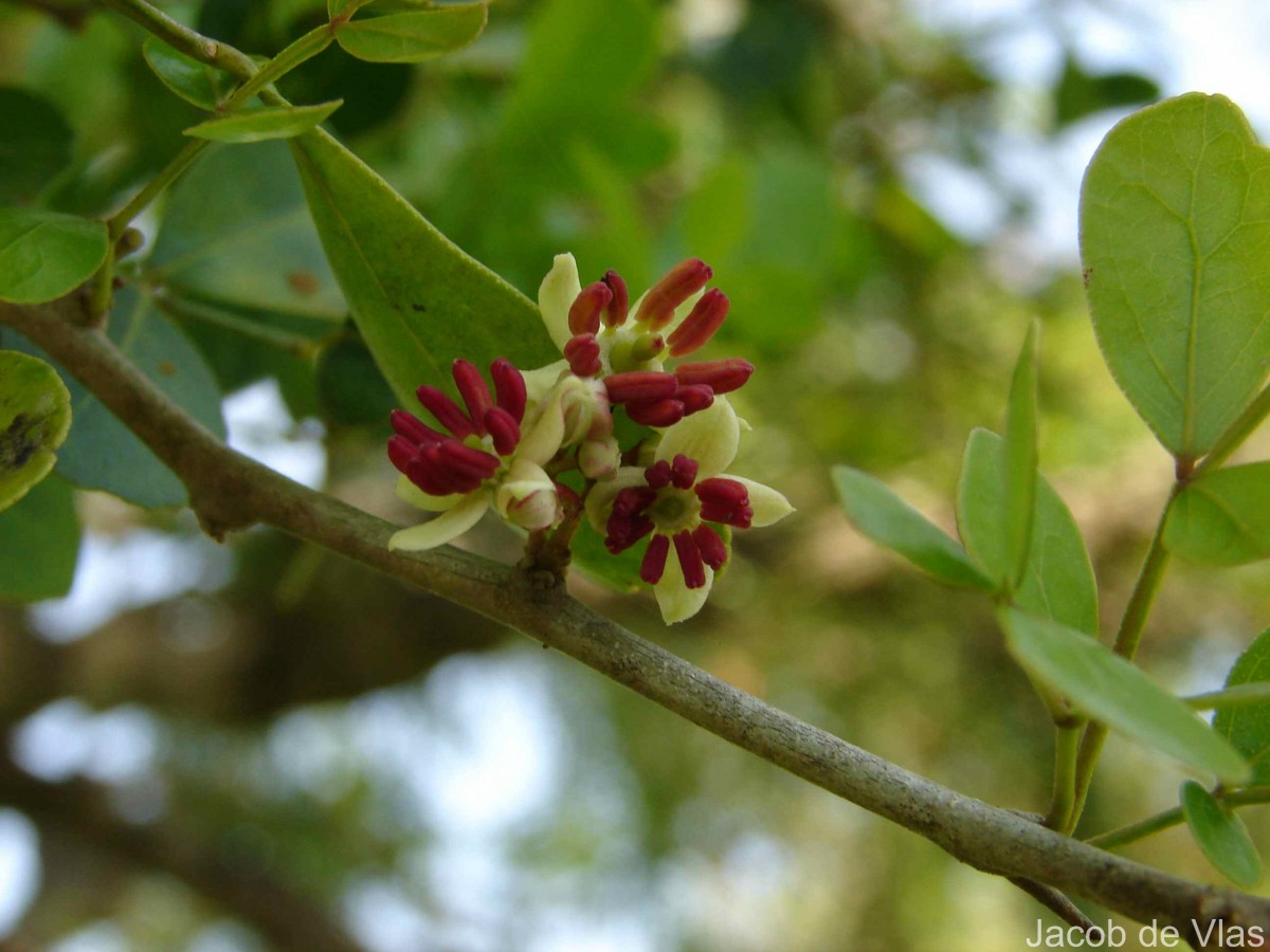 Limonia acidissima L.